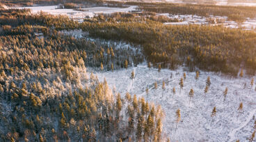 Skog i vinterlandskap
