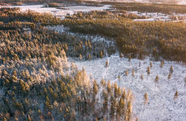 Skog i vinterlandskap