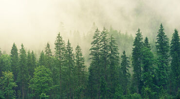 Granskog i dimma