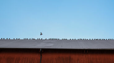 Ladugårdstak med fåglar, blå himmel i bakgrunden