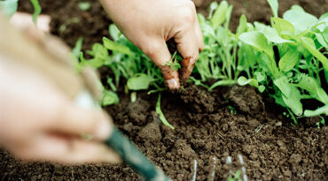 Händer som gräver upp grödor ur jorden