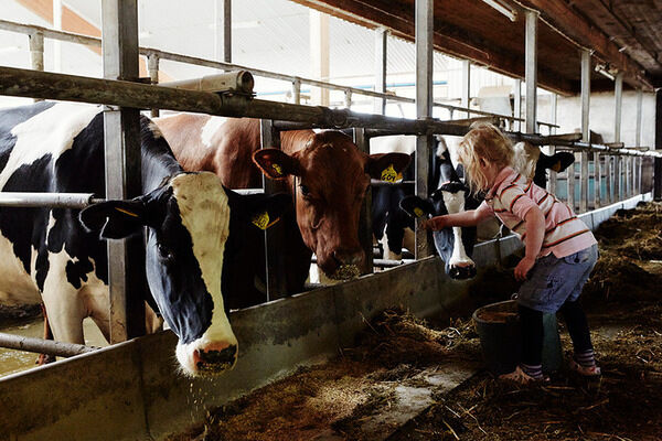 Mjölkkor och en flicka som klappar en ko.
