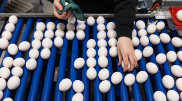 Äggproduktion. Hand lyfter upp ett ägg från rullbandet.