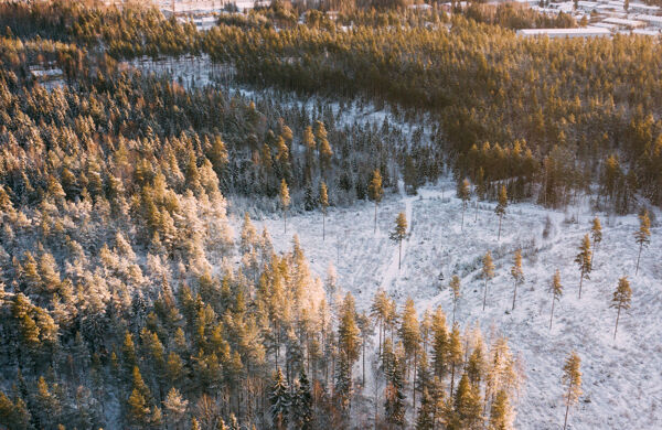 Flygfoto över barrskog i snölandskap