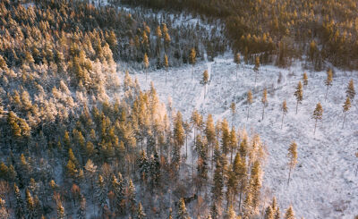 Flyg foto över barrskog med snö på marken