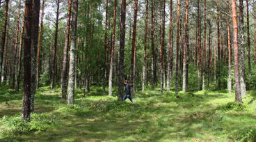 Person promenerar i grön skog