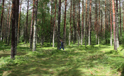 Person promenerar i grön skog