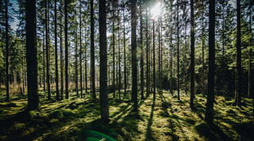 Sol lyser genom träden i skog