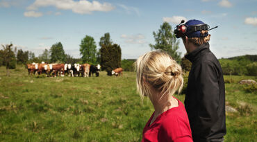 Man med hörselkåpor och blond kvinna tittar mot kor på en äng