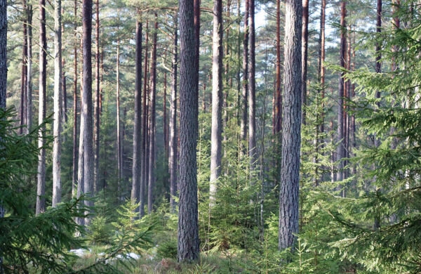 Trädstammar i skog