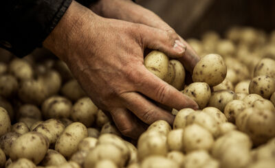 Händer som plockar upp potatis ur ett hav av skördad potatis