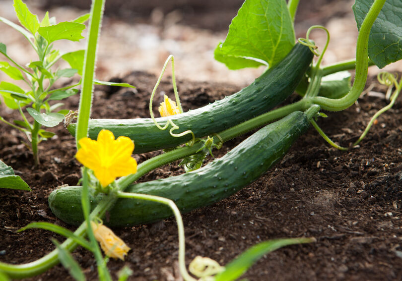 Gurka är en av de vanligaste grönsakerna att odla i växthus i Sverige.