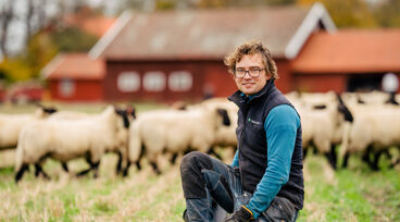 Lantbrukare sitter ner i en hage med får i bakgrunden