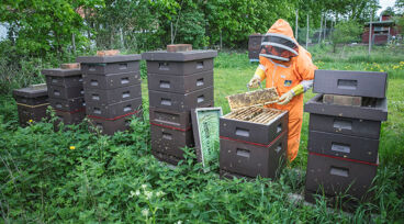 Biodlare jobbar med sina bin