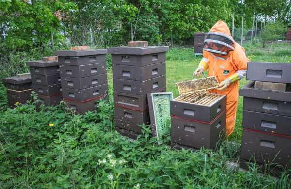 Biodlare jobbar med sina bin