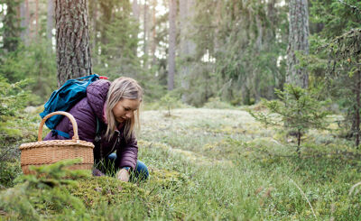 Kvinna plockar svamp i skogen
