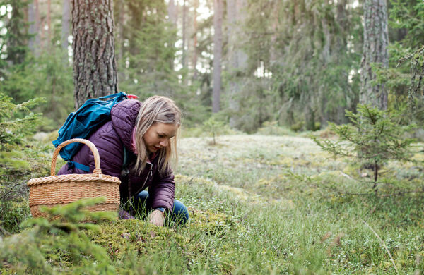 Kvinna plockar svamp i skogen