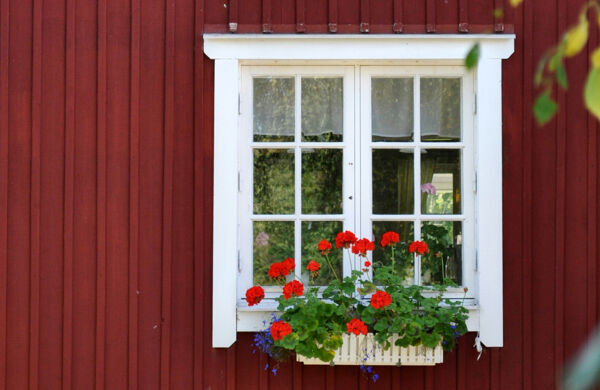 Fönster med vita fönsterkarmar på röd vägg med pelargoner i blomlåda framför