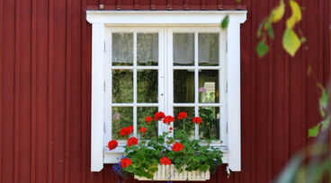 Fönster med vita karmar på rödmålad vägg, med blomlåda med pelargoner framför