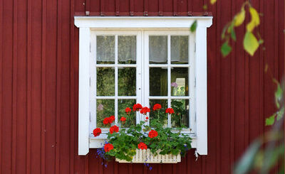 Fönster med vita karmar på rödmålad vägg, med blomlåda med pelargoner framför