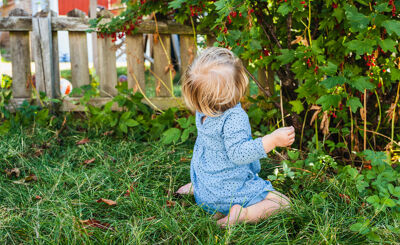 Barn i blå klänning sitter vänd mot buske i trädgård och äter vinbär