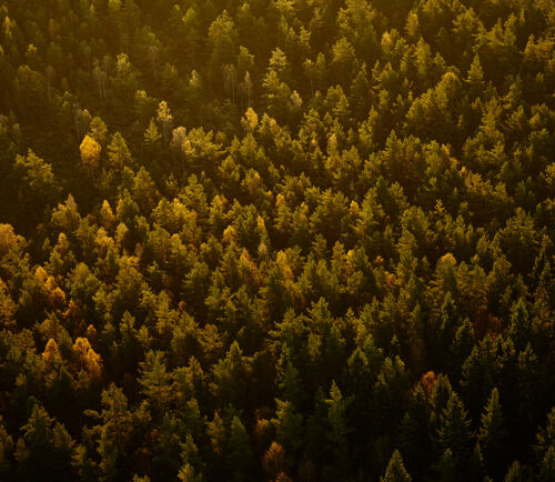 Flygfoto över skog i höstljus