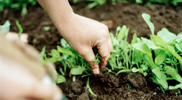 Händer som planterar i jord