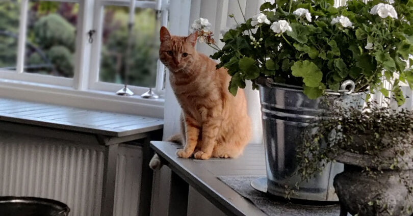 Katt i fönsternisch